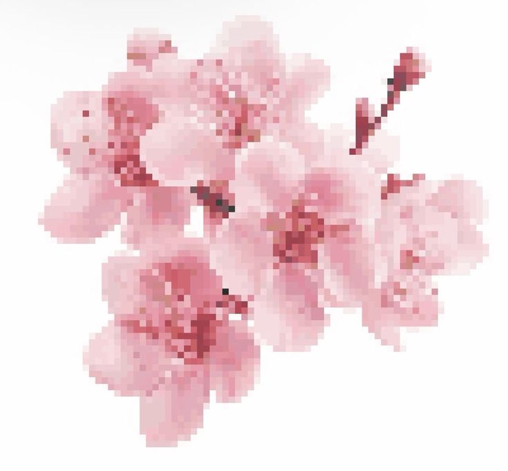 Soft cherry blossom cluster